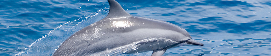 Random header image... Refresh for more!